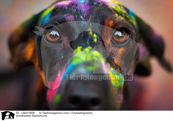 Kurzhaardackel / shorthaired Dachshund / LM-01806