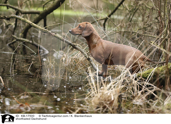 Kurzhaardackel / shorthaired Dachshund / KB-17500