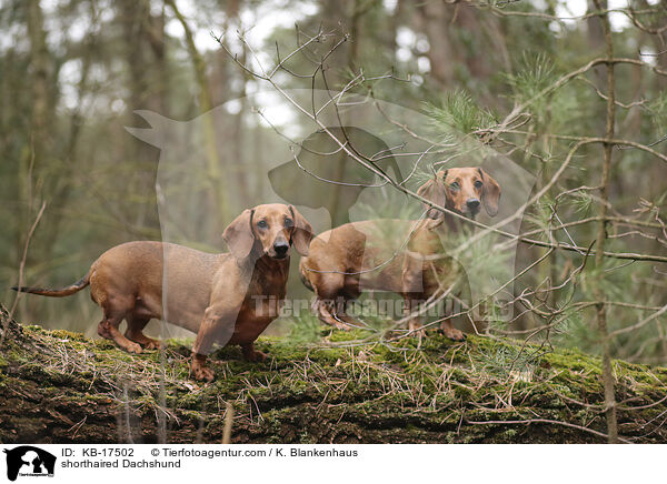 Kurzhaardackel / shorthaired Dachshund / KB-17502