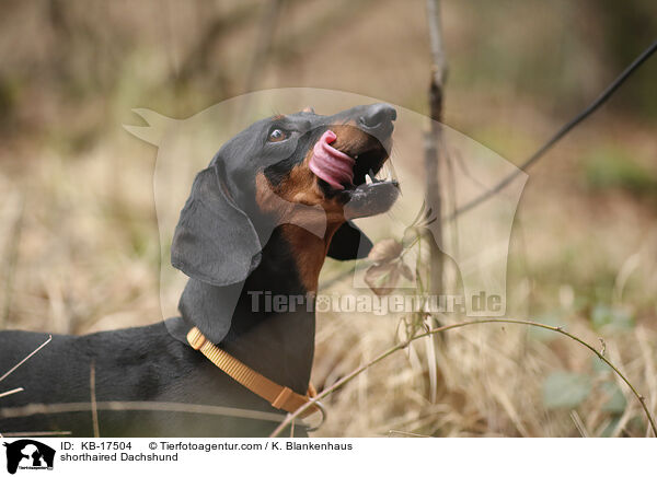 Kurzhaardackel / shorthaired Dachshund / KB-17504