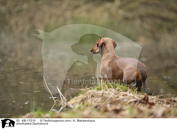 Kurzhaardackel / shorthaired Dachshund / KB-17510