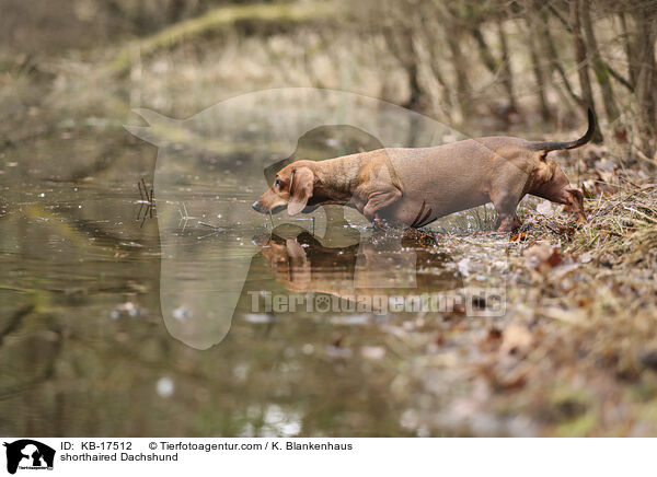 Kurzhaardackel / shorthaired Dachshund / KB-17512