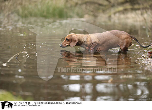 Kurzhaardackel / shorthaired Dachshund / KB-17515