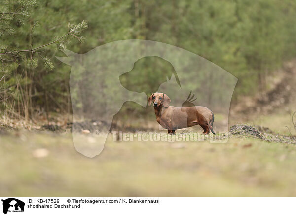 Kurzhaardackel / shorthaired Dachshund / KB-17529