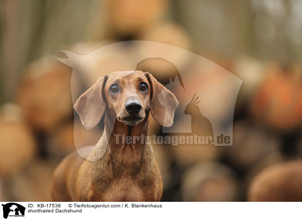 shorthaired Dachshund / KB-17538