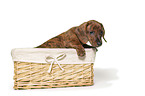 Dachshund Puppy in the basket