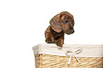 Dachshund Puppy in the basket