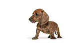 standing Dachshund Puppy
