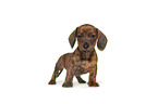 standing Dachshund Puppy