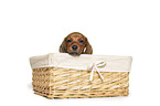 Dachshund Puppy in the basket