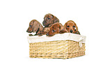 Dachshund Puppies