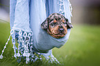 lying Dachshund Puppy