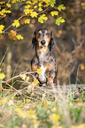 short-haired dachshund