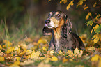 lying Dachshund