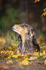 lying Dachshund