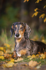 lying Dachshund
