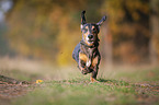 running Dachshund