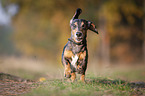 running Dachshund