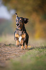 running Dachshund