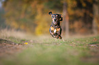 running Dachshund