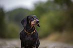 short-haired dachshund