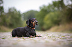 lying Dachshund