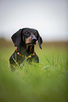 sitting short-haired dachshund