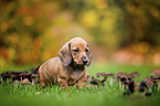shorthaired dachshund puppy