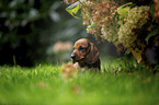 shorthaired dachshund puppy