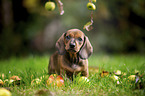 dachshund puppy under apple tree