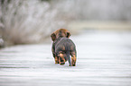running Dachshund puppy