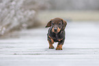 running Dachshund puppy