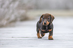 running Dachshund puppy