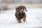 running Dachshund puppy