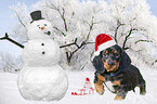 walking Dachshund