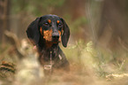 Dachshund portrait