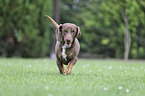 running Dachshund