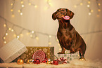 shorthaired Dachshund