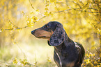 shorthaired Dachshund