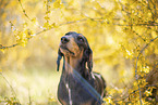 shorthaired Dachshund