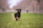 shorthaired Dachshund