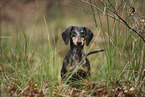 shorthaired Dachshund