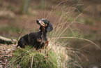 shorthaired Dachshund