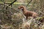 shorthaired Dachshund