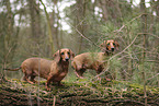 shorthaired Dachshund