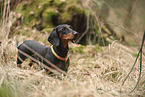 shorthaired Dachshund