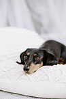 short-haired dachshund
