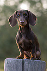 shorthaired Dachshund