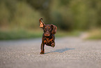 shorthaired Dachshund