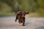 shorthaired Dachshund